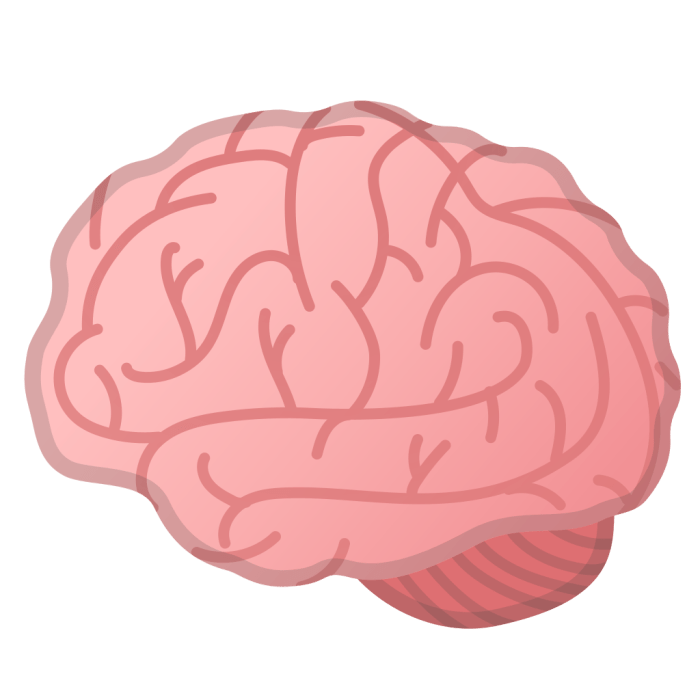 Brain PNG Brain PNG